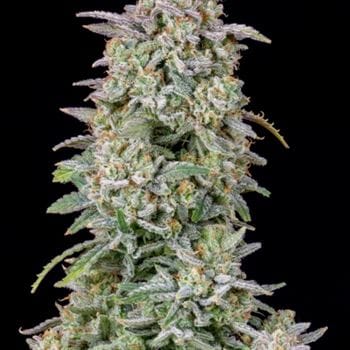 Forbidden Runtz Auto from FastBuds