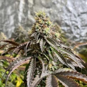 Feminized – Earthy – 12/12 Photoperiod – Forbidden Applez strain – image 1 – from Black Tuna Seeds via Seed City
