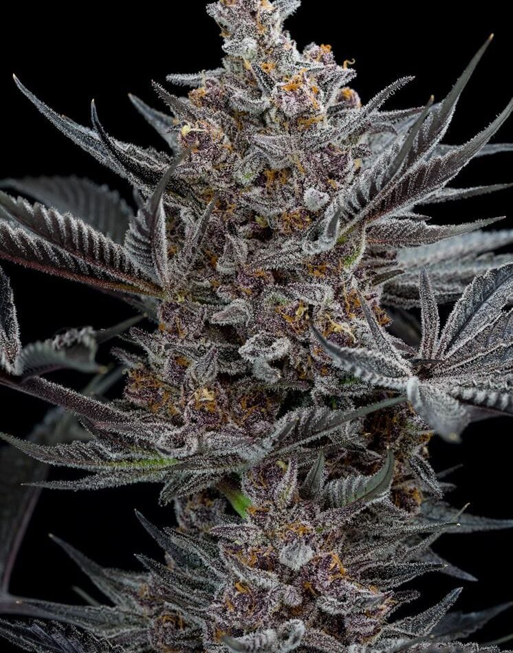 Forbidden Dream from Humboldt Seed Organisation