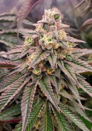 Forbidden Fruit Fast Flowering