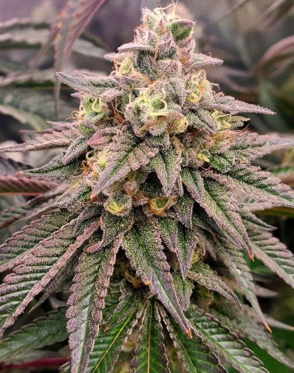 Forbidden Fruit Fast Flowering cannabis seeds – Indica Dominant – Lemon – Good for outdoor grow – image 1 from Seed City