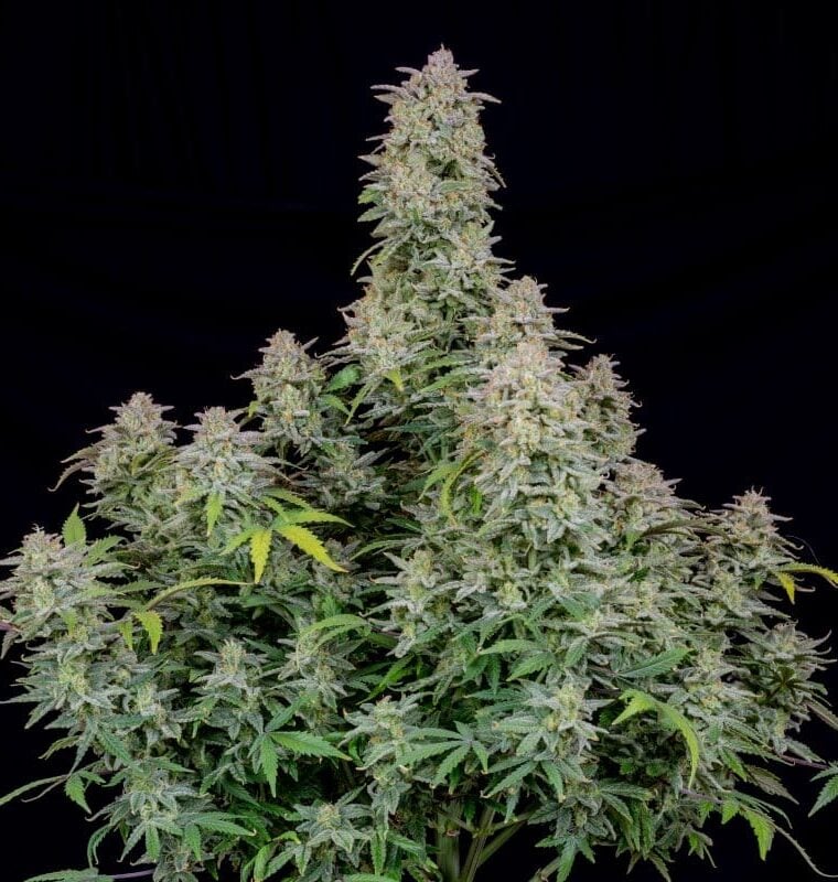 Image 1 of Forbidden Runtz Auto cannabis by FastBuds – Sweet – Auto-Flowering – Outdoor – Seed City