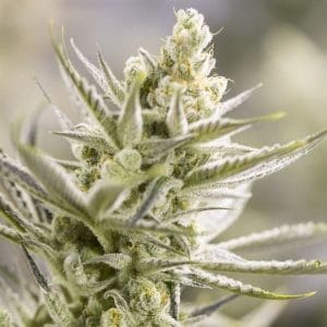 Forbidden Runtz Double XL Auto