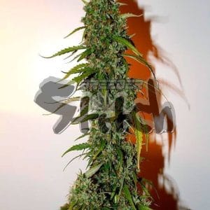 Image 1 of Formula One cannabis by Flash Seeds – Super Strength – Auto-Flowering – Sativa-leaning – Seed City