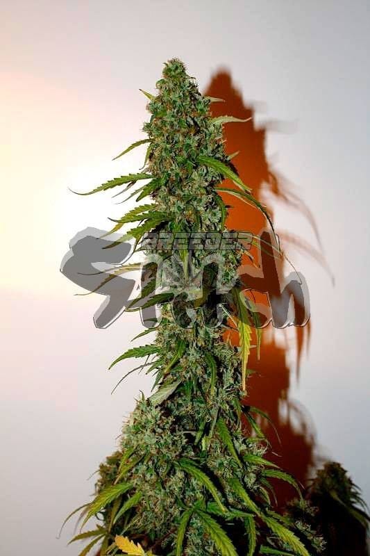 Image 1 of Formula One cannabis by Flash Seeds – Super Strength – Auto-Flowering – Sativa-leaning – Seed City