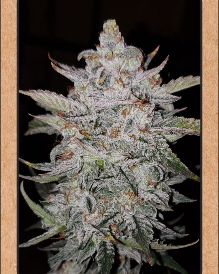 Forum Stomper from Mephisto Genetics