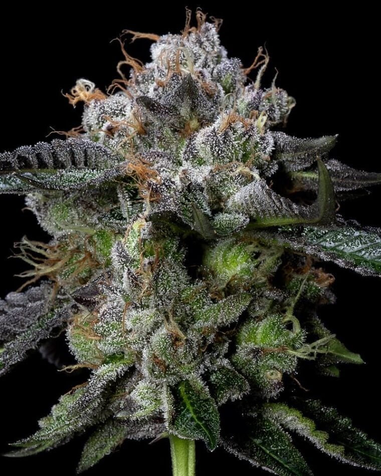 Four Prophets from DNA Genetics Seeds
