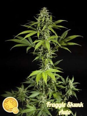 Fraggle Skunk Auto