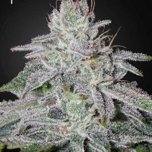 Franco's Lemon Cheese by Green House Seeds – Citrus – Excellent harvest potential – Mostly Sativa – image 1 – Seed City