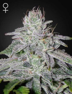 Franco’s Lemon Cheese