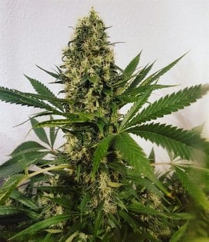 Freedom Haze