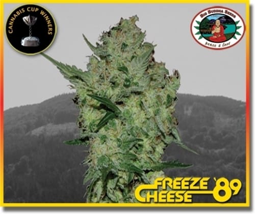 Freeze Cheese '89 cannabis seeds – Lemon – 12/12 Photoperiod – Resistant to Mould – image 2 from Seed City