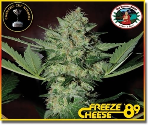 Freeze Cheese '89 cannabis seeds – Feminized – Resistant to Mould – Lemon – image 3 from Seed City