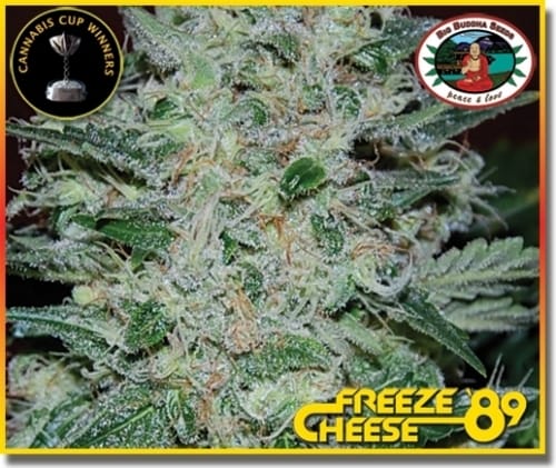 Freeze Cheese '89 cannabis seeds – Indoor – Resistant to Mould – Indica-heavy – image 4 from Seed City