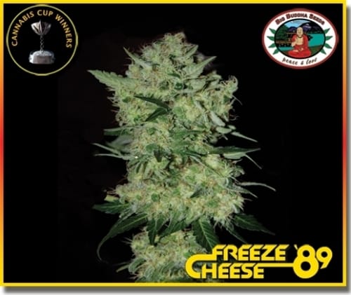 Freeze Cheese '89 cannabis seeds – Feminized – 12/12 Photoperiod – Indoor – image 5 from Seed City