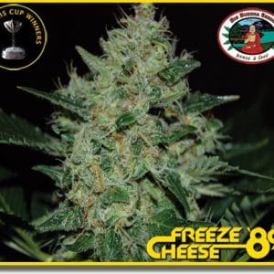 Image 1 of Freeze Cheese '89 cannabis by Big Buddha Seeds – Beginning of October – Lemon – Indoor – Seed City