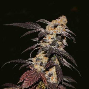 French Cookies from TH Seeds