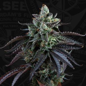 French Macaron Autoflowering