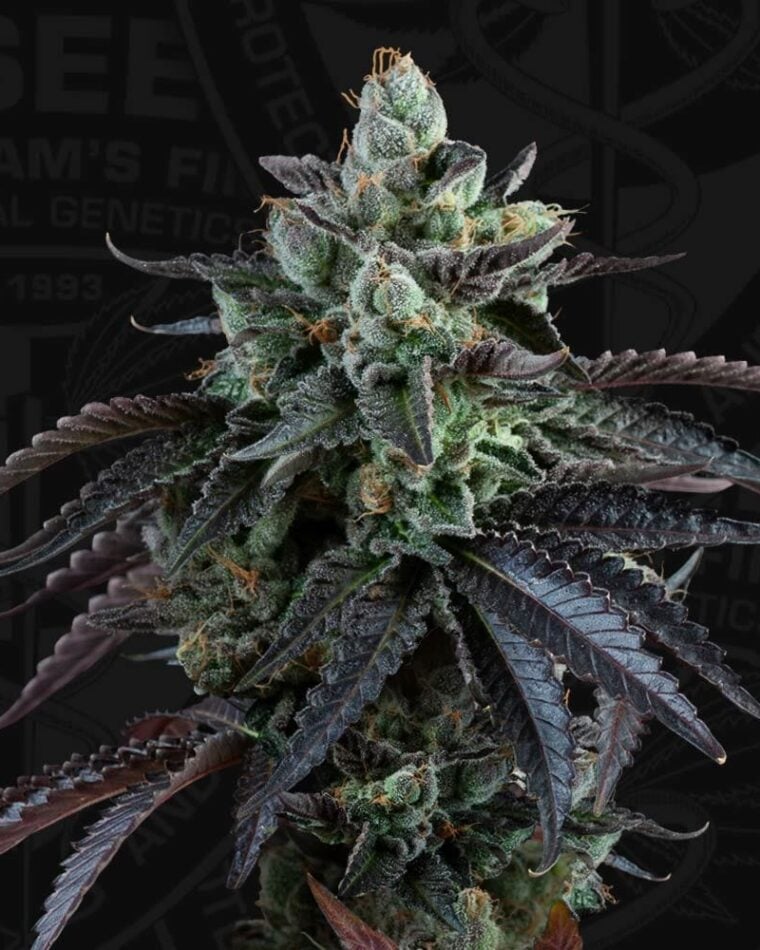 Image 1 of French Macaron Autoflowering cannabis by TH Seeds – Auto-Flowering – Indica-heavy – Happy – Seed City
