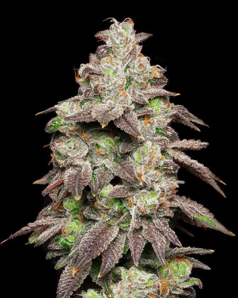 Fried Banana by Cookies Seed Bank – Gassy – Guaranteed female plants – 12/12 Photoperiod – image 1 – Seed City