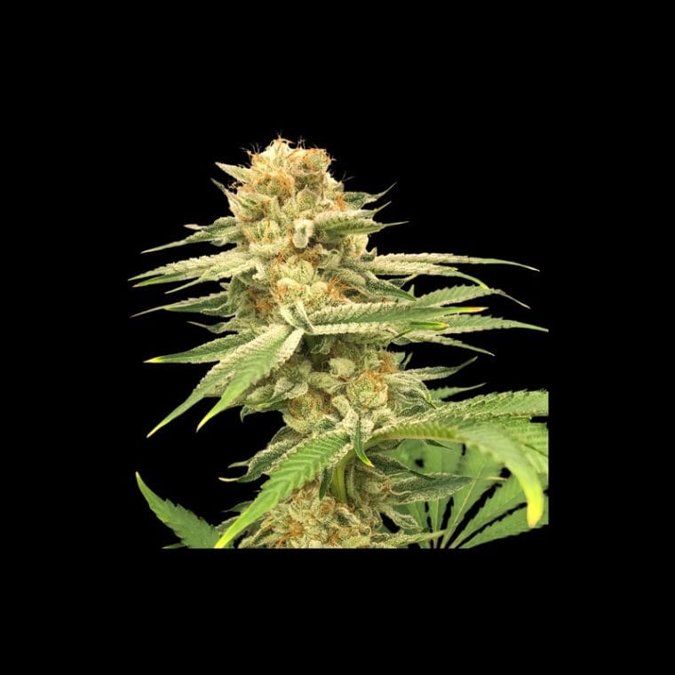 Friesland by Super Sativa Seed Club – 12/12 Photoperiod – Resistant to Mould – Regular – image 1 – Seed City