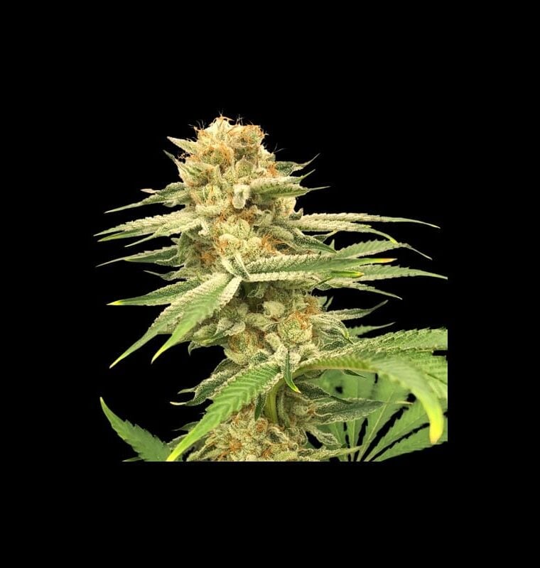 Friesland by Super Sativa Seed Club – 12/12 Photoperiod – Resistant to Mould – Regular – image 1 – Seed City