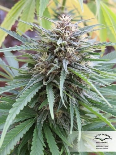 Frisian Dew by Dutch Passion Seeds – Skunky – 12/12 Photoperiod – Outdoor – image 14 – Seed City