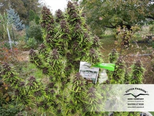 Frisian Dew cannabis seeds – Feminized – Outdoor – Skunky – image 15 from Seed City