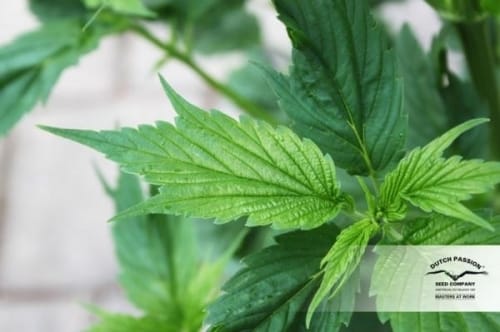 Frisian Duck by Dutch Passion Seeds – 12/12 Photoperiod – Sativa-leaning – Outdoor cultivation – image 9 – Seed City