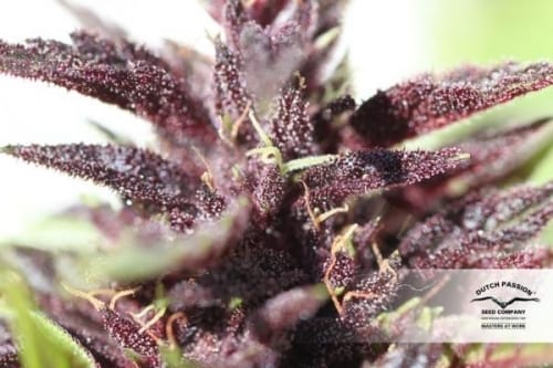 Frisian Duck by Dutch Passion Seeds – Sativa-leaning – Outdoor cultivation – 12/12 Photoperiod – image 8 – Seed City