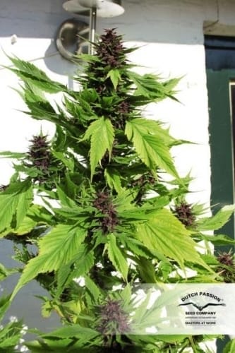 Frisian Duck cannabis – image 7 – Seed City