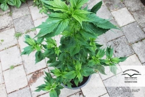 Frisian Duck cannabis seeds – Guaranteed female plants – Sativa-leaning – 12/12 Photoperiod – image 6 from Seed City