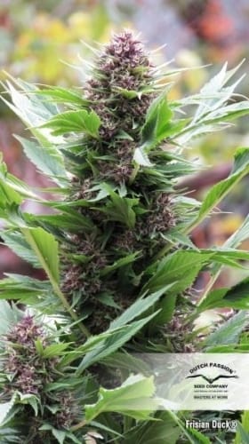 Frisian Duck cannabis seeds – Outdoor cultivation – Sativa-leaning – 12/12 Photoperiod – image 5 from Seed City