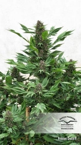 Frisian Duck cannabis seeds – Outdoor cultivation – Sativa-leaning – 12/12 Photoperiod – image 3 from Seed City