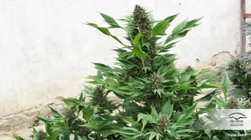 Frisian Duck by Dutch Passion Seeds – Sativa-leaning – 12/12 Photoperiod – Outdoor cultivation – image 4 – Seed City
