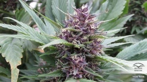 Frisian Duck cannabis – image 2 – Seed City