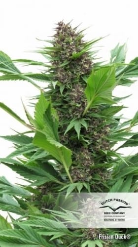 Frisian Duck cannabis seeds – Sativa-leaning – Guaranteed female plants – Outdoor cultivation – image 10 from Seed City