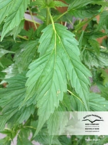 Frisian Duck cannabis seeds – Sativa-leaning – Outdoor cultivation – 12/12 Photoperiod – image 11 from Seed City