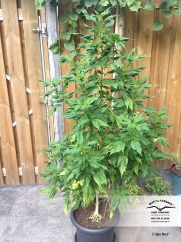 Frisian Duck cannabis seeds – Guaranteed female plants – Sativa-leaning – 12/12 Photoperiod – image 12 from Seed City