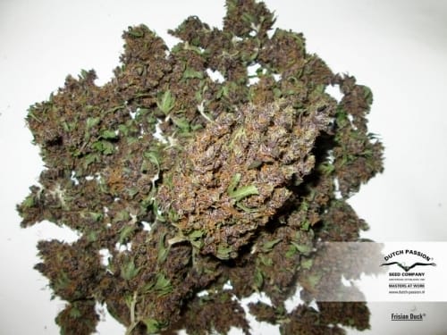 Frisian Duck cannabis seeds – Guaranteed female plants – Outdoor cultivation – Sativa-leaning – image 13 from Seed City