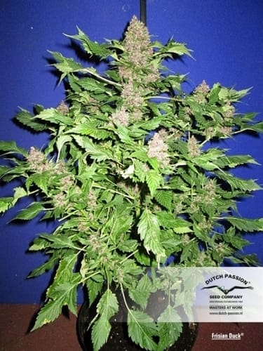 Frisian Duck cannabis seeds – Sativa-leaning – 12/12 Photoperiod – Outdoor cultivation – image 14 from Seed City