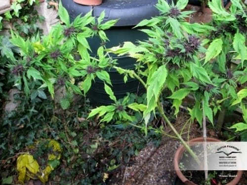 Frisian Duck cannabis seeds – Sativa-leaning – Outdoor cultivation – Guaranteed female plants – image 15 from Seed City