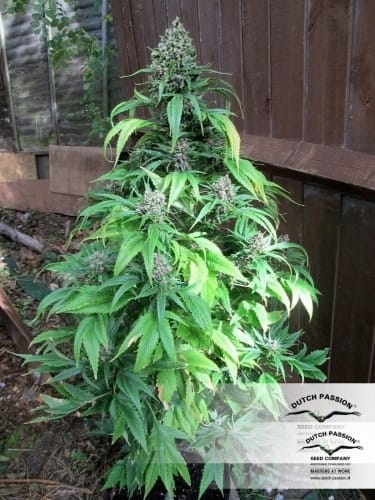 Frisian Duck cannabis seeds – Sativa-leaning – 12/12 Photoperiod – Outdoor cultivation – image 16 from Seed City