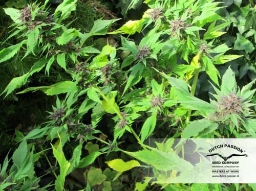 Frisian Duck cannabis seeds – 12/12 Photoperiod – Guaranteed female plants – Sativa-leaning – image 17 from Seed City