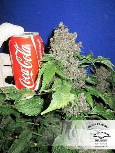 Frisian Duck cannabis seeds – 12/12 Photoperiod – Outdoor cultivation – Sativa-leaning – image 18 from Seed City