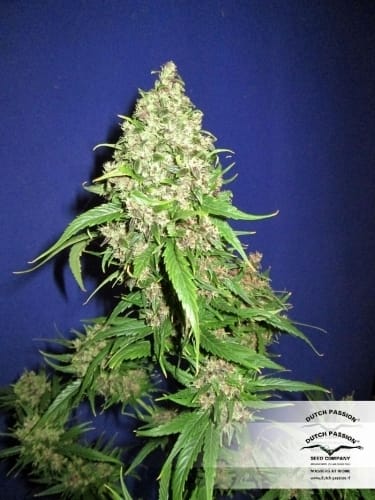 Frisian Duck cannabis seeds – Outdoor cultivation – Sativa-leaning – 12/12 Photoperiod – image 19 from Seed City