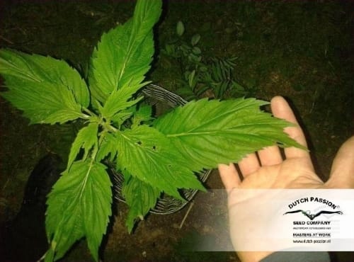 Frisian Duck cannabis – image 20 – Seed City