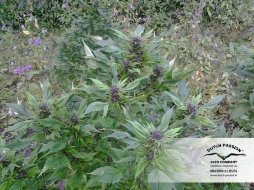 Frisian Duck by Dutch Passion Seeds – 12/12 Photoperiod – Sativa-leaning – Outdoor cultivation – image 23 – Seed City