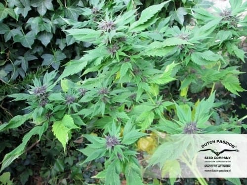 Frisian Duck cannabis seeds – Guaranteed female plants – Sativa-leaning – 12/12 Photoperiod – image 21 from Seed City