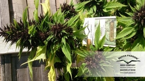 Frisian Duck cannabis seeds – Outdoor cultivation – 12/12 Photoperiod – Sativa-leaning – image 22 from Seed City